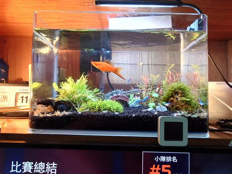 宿舍養魚|分享一下在宿舍養的魚缸